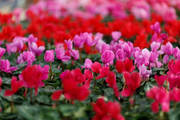 Blommor i ett växthus — Stockfoto