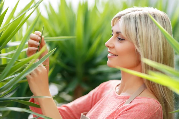 Professional florist working in  greenhouse — Stock Photo, Image