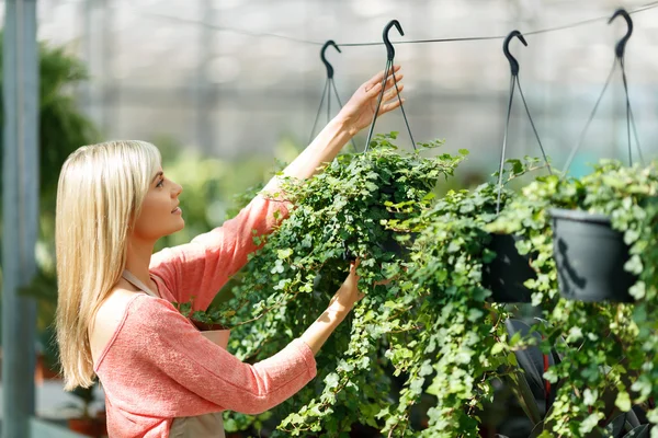 Professional florist working in  greenhouse — Stock Photo, Image