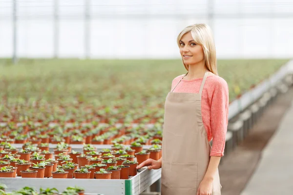 Professional florist working in  greenhouse — Stock Photo, Image
