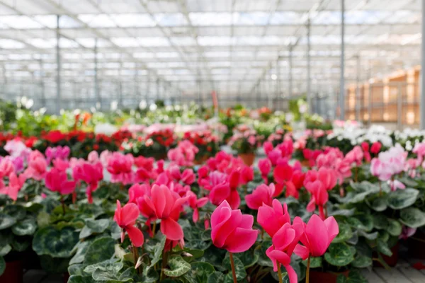 Flowers in greenhouse — Stock Photo, Image