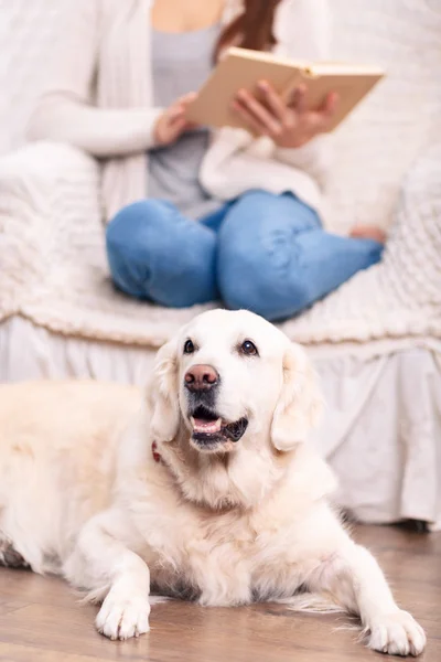 Симпатичная домашняя собака на полу рядом с хозяином . — стоковое фото
