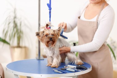 Yorkshire terrier damat tarafından fırça.