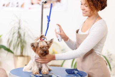 Yorkshire terrier bakımlı.