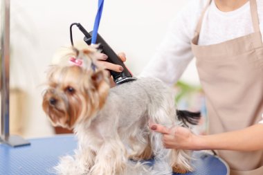 Yorkshire korkunç kesilmiş