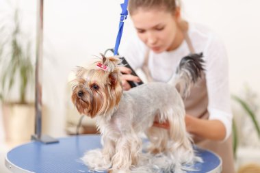 Yorkshire terrier in the process of grooming.
