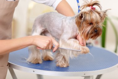 Yorkshire purebred dog is being groomed.