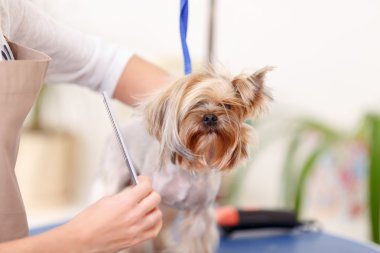 Yorkshire terrier is being scrupulously brushed.