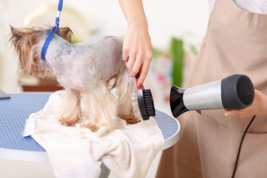 Yorkshire terrier is being processed by hairdryer.
