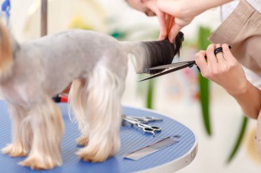Yorkshire terrier stands quiet during procedure.