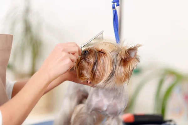 Yorkshire terrier disfruta del proceso de cepillado . — Foto de Stock