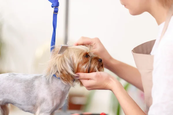 Yorkshire terrier is being scrupulously brushed. — стокове фото