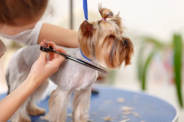 Yorkshire terrier in the process of grooming. 스톡 사진