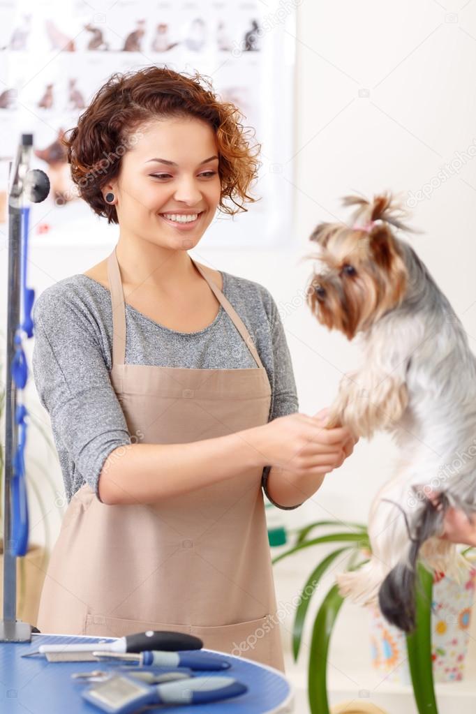 Female groomer starts to work on her pet client.