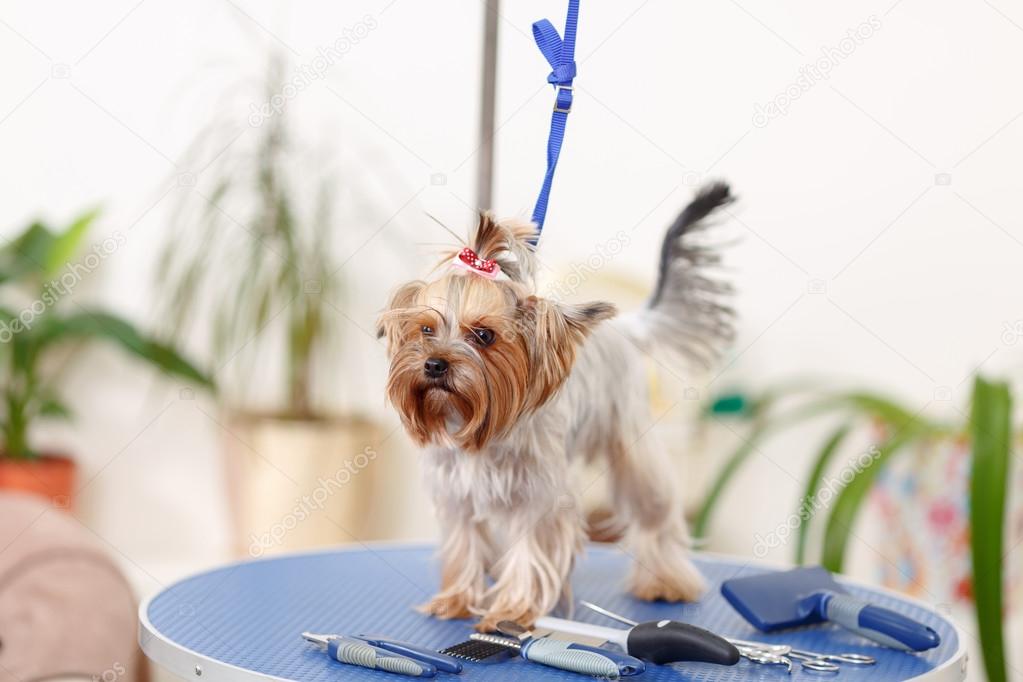 Yorkshire terrier on the table with utensils.