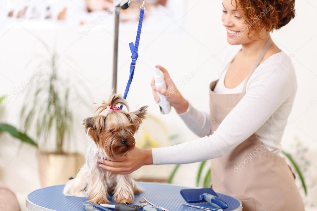 Yorkshire terrier is being groomed.