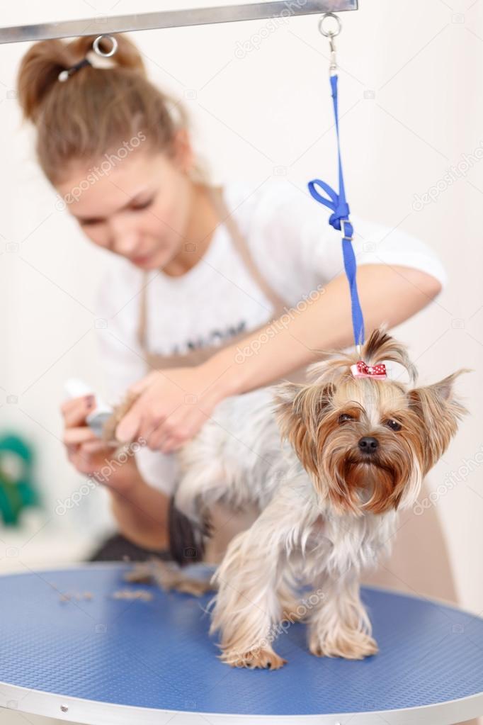 Yorkshire terrier is being groomed.