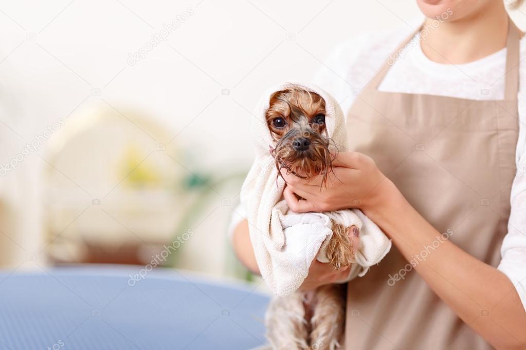 Yorkshire terrier after washing procedure.