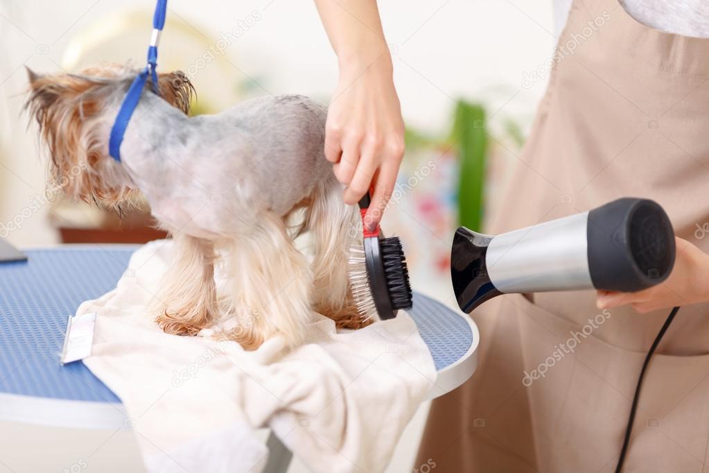 Yorkshire terrier is being processed by hairdryer.