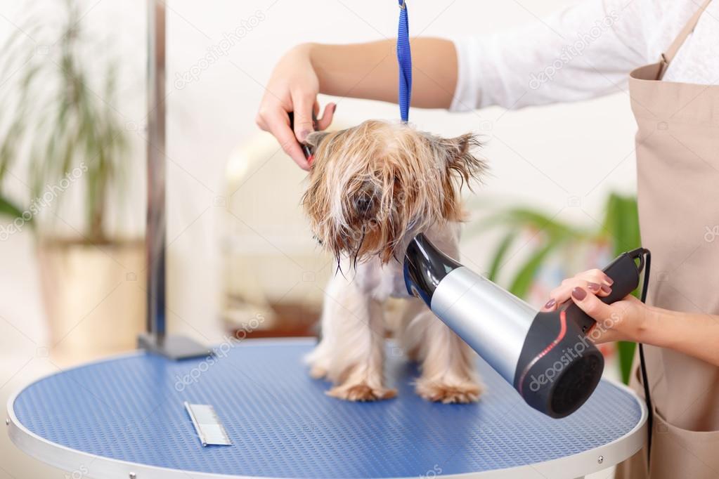 Yorkshire terrier is being groomed with hairdryer.