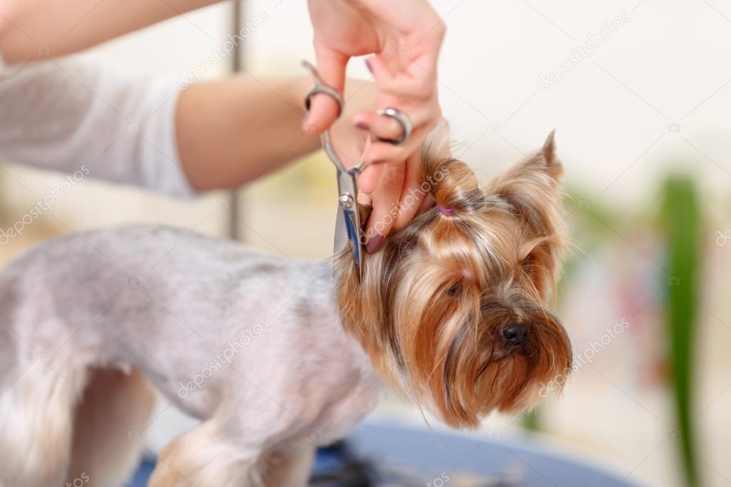 Yorkshire terrier in the process of changing pet hairstyle.