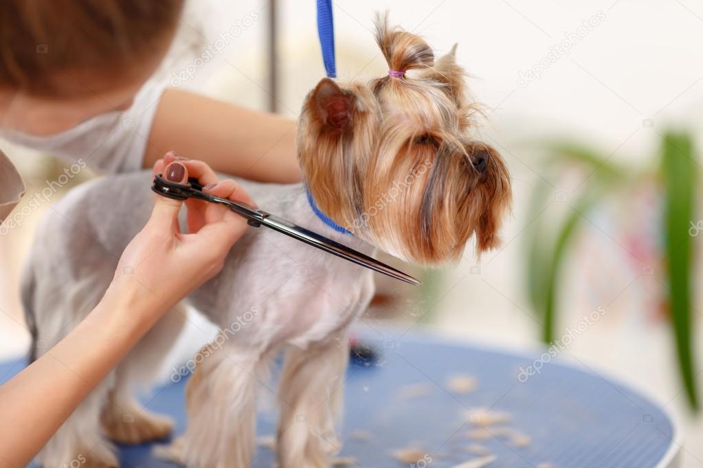 Yorkshire terrier in the process of grooming.