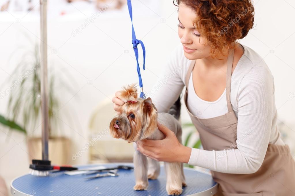 Yorkshire terrier is being groomed by professional.