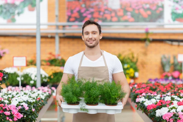 Pleasant flowershop proprietário segurando bandeja com plantas — Fotografia de Stock