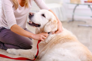 Hoş kadın bir köpek ile eğleniyor 