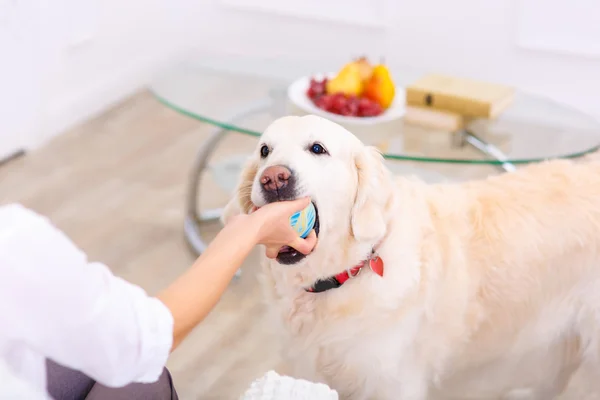 Güzel kadın köpeğiyle oynuyor — Stok fotoğraf