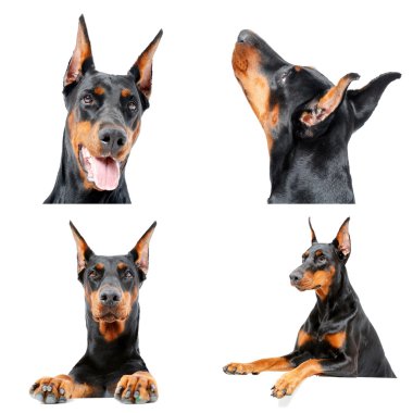 Doberman köpek merak ediliyor.