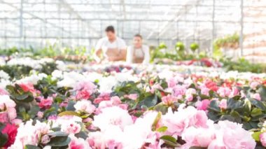 Sera personeli işle meşgul.