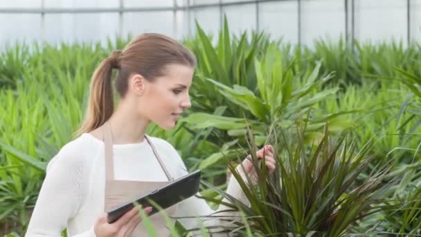 Floristería femenina se detiene y comprueba planta creciente . — Vídeo de stock