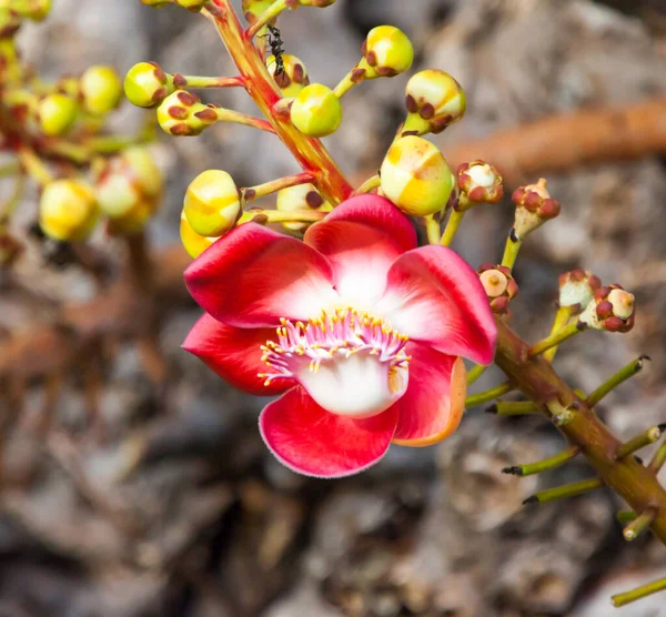 Flor Predador Rosa Ramo Jardim Inverno Dia Primavera Para Ideia — Fotografia de Stock