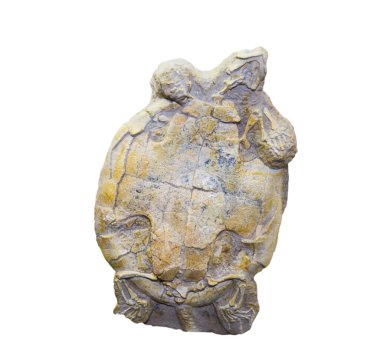 Fosilleşmiş tatlı su kaplumbağası mongolemys (Latince: Mongolemys elegans) kabuğu beyaz arka planda gridir. Paleontoloji Geç Kretase fosilleri.
