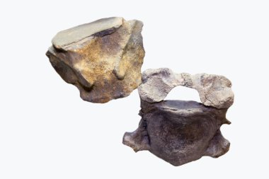 Bir balina ve mamutun omurgası beyaz bir arka planda izole edilmiş sarı ve mavidir. Paleontoloji fosilleri.