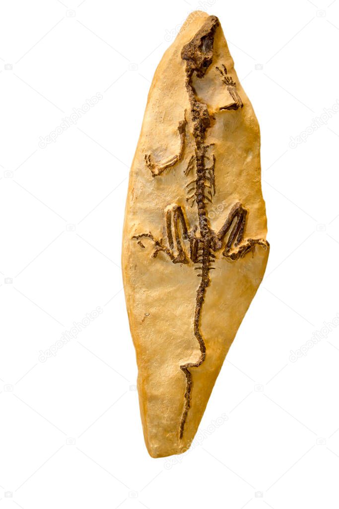 A cast of the skeleton of the reptile Mesenosaurus (Latin Mecenosaurus romeri) is isolated on a white background. Paleontology late Permian fossils.