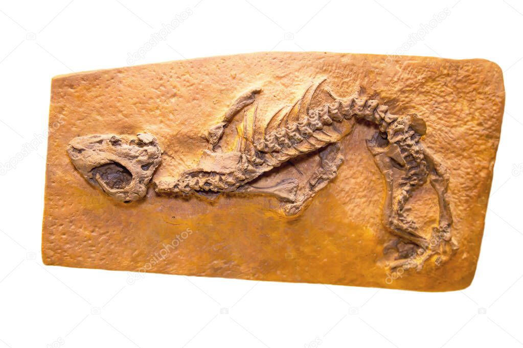 A cast of the skeleton of a parareptilia nyctiphrureta (Latin Nyctiphruretus acudens) is isolated on a white background. Paleontology late Permian fossils.