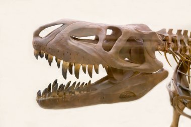 Yırtıcı theropod dinozor tarbosaurus (Latince: Tarbosaurus bataar) 'un kafatası beyaz bir zemin üzerinde izole edilmiştir. Paleontoloji fosil hayvanları.