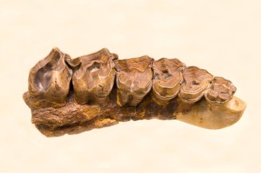 Boynuzsuz gergedanın üst dişçiliği (Latince: Indricotherium transouralicum) beyaz arka planda izole edilmiştir. Paleontoloji fosil hayvanları.