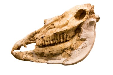 Stenon 'un atının kafatası (Latince: Equus ex. gr. stenonis) beyaz bir arkaplanda izole edilmiştir. Paleontoloji Geç Pliyosen fosil hayvanları.