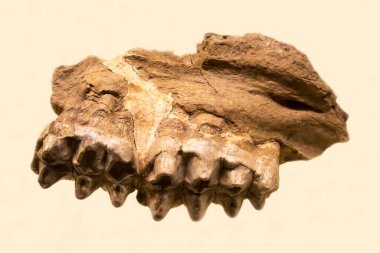 Tepeli mastodon zigolophodon (Latince: Zygolophodon gromova) alt çenesinin bir kısmı beyaz arka planda izole edilmiştir. Paleontoloji Geç Pliyosen fosil hayvanları.