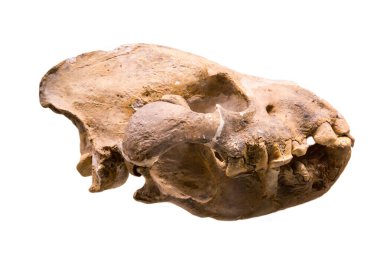 Dev sırtlan Pachycrocuta 'nın (Latince: Pachycrocuta brevirostris) kafatası beyaz arka planda izole edilmiştir. Paleontoloji Geç Pleistosen fosil hayvanları.