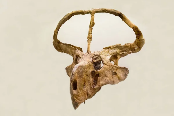 Protoceratops 'un kafatası beyaz arka planda izole edilmiştir. Paleontoloji Geç Kretase fosil hayvanlar.