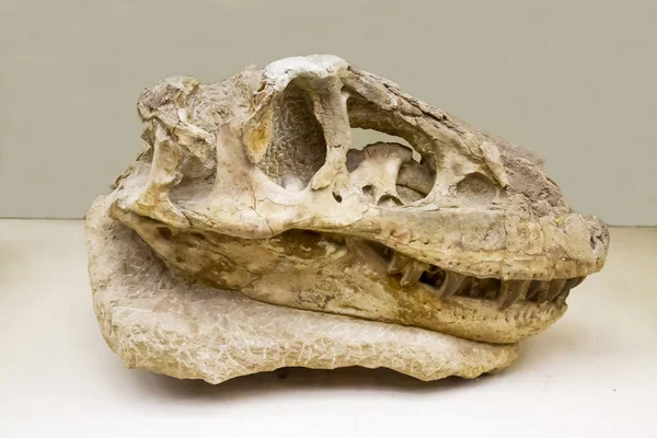 Büyük bir etobur Tyrannosaurus tarbosaurus 'un (Latince: Tarbosaurus bataar) kafatası beyaz bir zemin üzerinde izole edilmiştir. Paleontoloji Geç Kretase fosil hayvanlar.