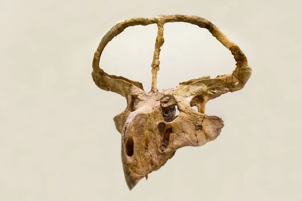Cranio Protoceratops Isolato Uno Sfondo Bianco Paleontologia Animali Fossili Del Immagine Stock