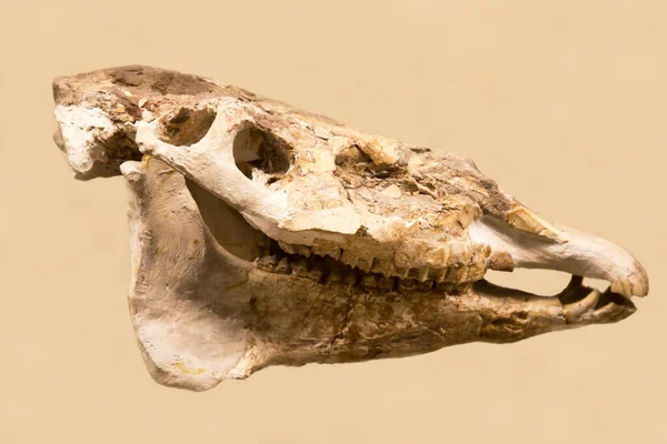 Skull Hipparion Lat Hipparion Elegans Isolated White Background Paleontology Late Stock Picture