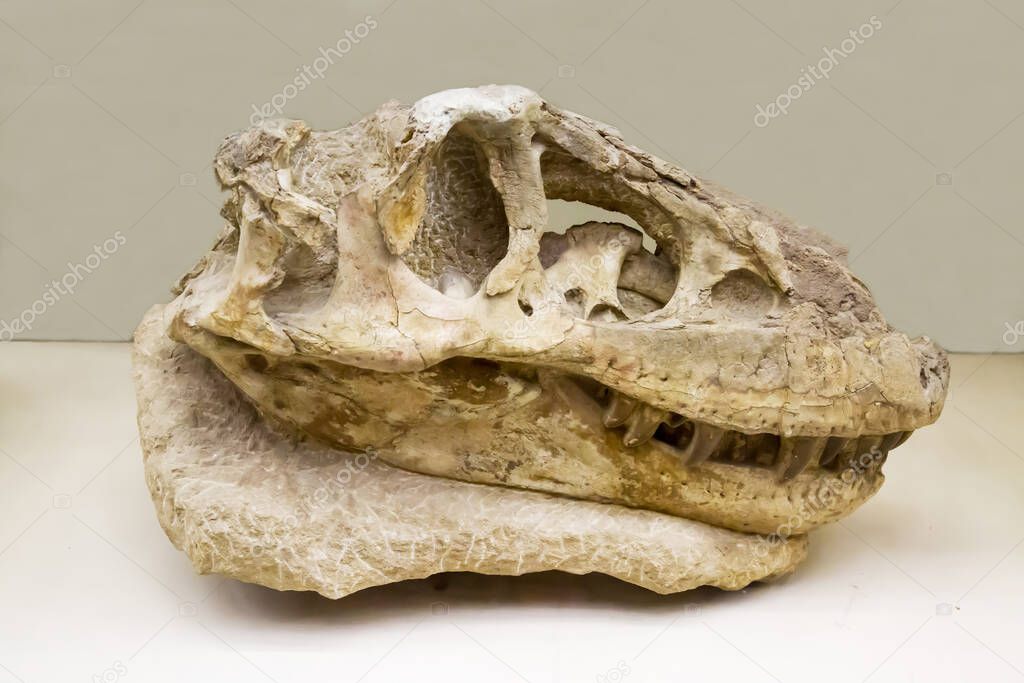 The skull of a large carnivorous Tyrannosaurus tarbosaurus (Latin: Tarbosaurus bataar) isolated on a white background. Paleontology Late Cretaceous fossil animals.