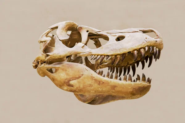 Yırtıcı dinozor tarbosaurus 'un (Latince: Tarbosaurus bataar) kafatası beyaz bir zemin üzerinde izole edilmiştir. Paleontoloji Geç Kretase fosil hayvanlar.