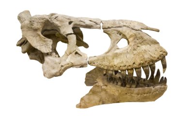Yırtıcı dinozor tarbosaurus 'un (Latince: Tarbosaurus bataar) kafatası beyaz bir zemin üzerinde izole edilmiştir. Paleontoloji Geç Kretase fosil hayvanlar.